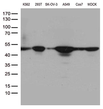 Monoclonal Mouse anti-Human DDX39B / UAP56 Antibody (clone OTI7H4, Carrier-free, aa319-428, IHC, WB)