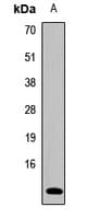 GHRL / Ghrelin Preproprotein Antibody