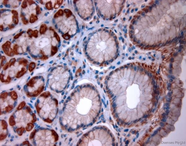 TPC2 / TPCN2 Antibody (aa700-752)
