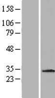 MDM1 Protein (Over-Expression Lysate Myc-DDK (Flag))