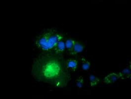 SNTA1 / Syntrophin Alpha 1 Antibody (clone 2.00E+12, Carrier-free)