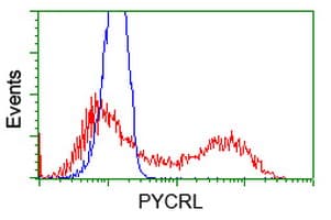 PYCRL Antibody (clone OTI5F7)