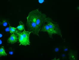 OSBPL11 Antibody (clone OTI6A6)