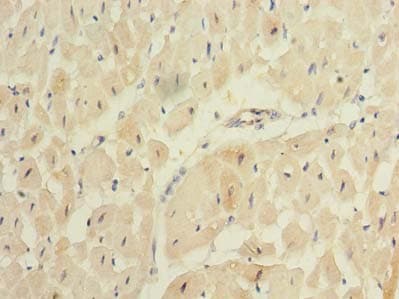 REEP2 Antibody