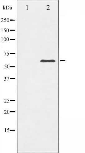 Polyclonal Rabbit anti-Human CDC25C Antibody (IHC, IF, WB)