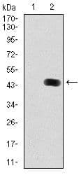 MAP1LC3B / LC3B Antibody (clone 5H12)