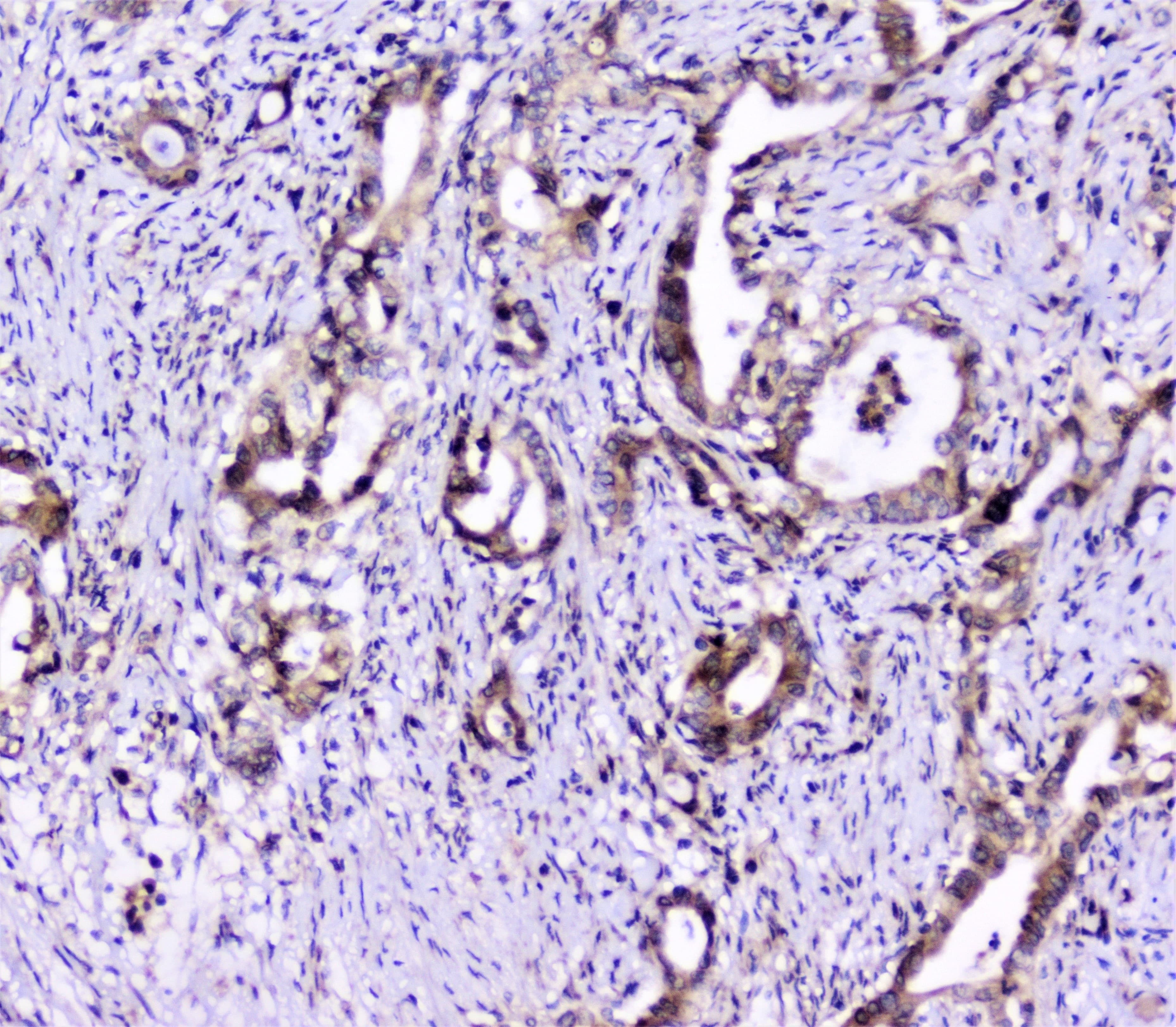 UBE2I / UBC9 Antibody