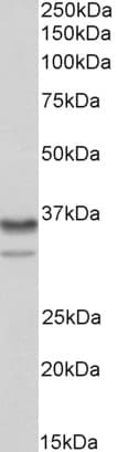 IHC-plus™ Polyclonal Goat anti-Human HNRNPA2B1 Antibody (aa127-137, IHC, WB)