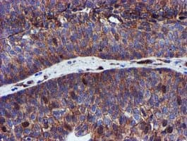 EPN2 Antibody (clone OTI1F1)
