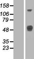 LRTM1 Protein (Over-Expression Lysate Myc-DDK (Flag))