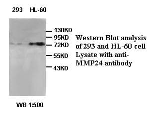 Polyclonal Rabbit anti-Human MMP24 Antibody (WB)