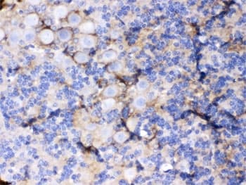 SLC1A3 / EAAT1 Antibody