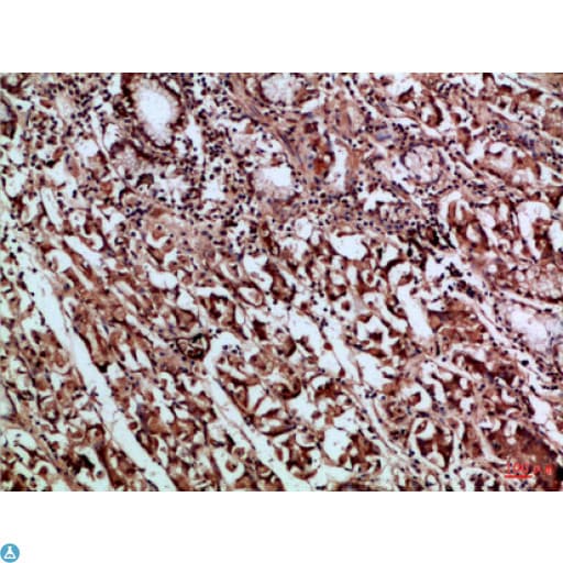 CD66a / CEACAM1 Antibody