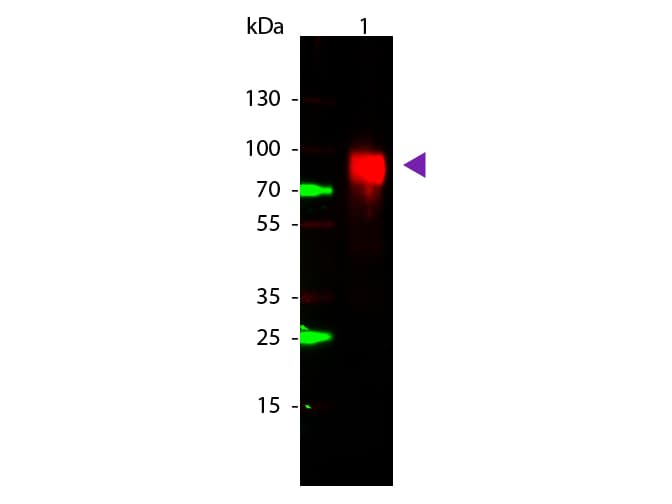 gox / Glucose Oxidase Antibody (Lyophilized)