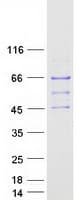 Human PEX14 Protein (Recombinant Myc-DDK (Flag))