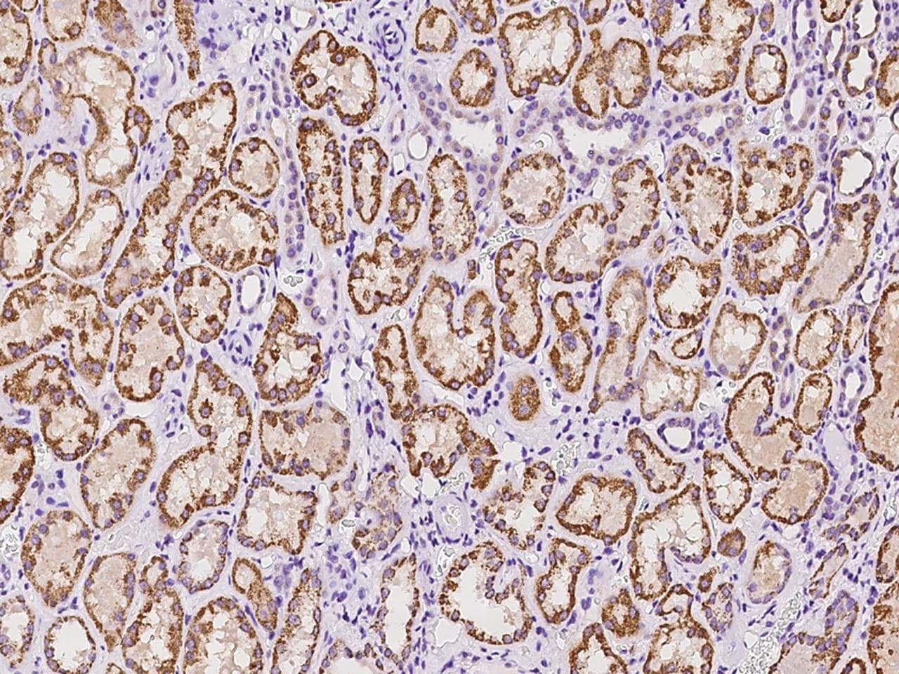 Polyclonal Rabbit anti-Human OCIAD2 Antibody (IHC, IF, WB)