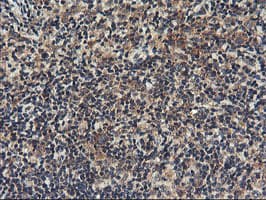 RGS16 Antibody (clone OTI1D3)