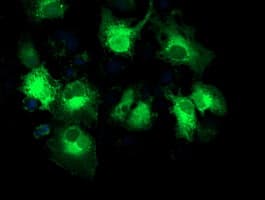 MAPRE2 / EB2 Antibody (clone OTI5F3)
