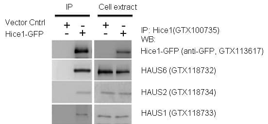 HAUS8 Antibody (aa166-360)