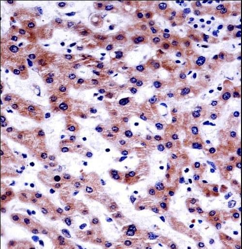 AKT1S1 / PRAS40 Antibody (aa227-256)