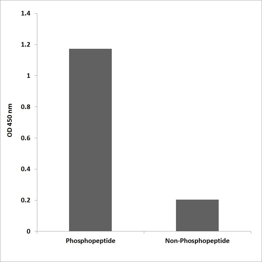 Band 4.1 / EPB41 Antibody (phospho-Tyr418/Tyr660)