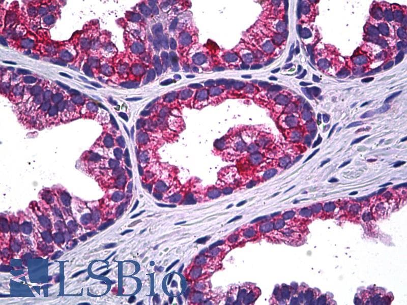 IHC-plus™ Monoclonal Mouse anti-Human MAPK13 / p38delta Antibody (clone 2D8, IHC, IF, WB)