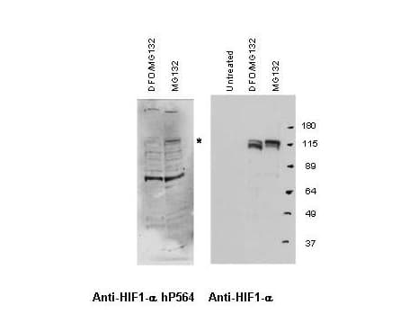 HIF1A / HIF1 Alpha Antibody