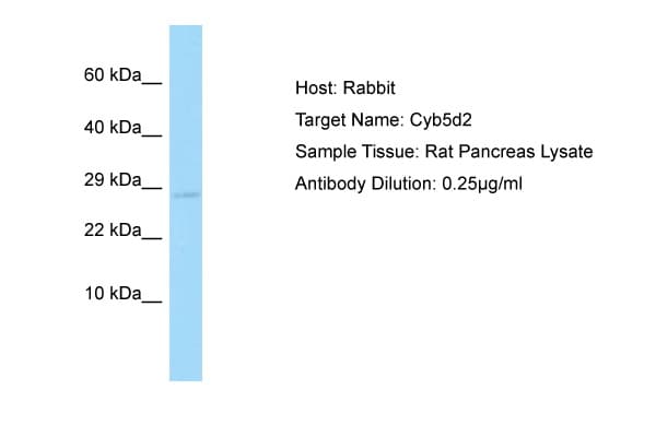 Polyclonal Rabbit anti-Rat CYB5D2 Antibody (aa178-227, WB)
