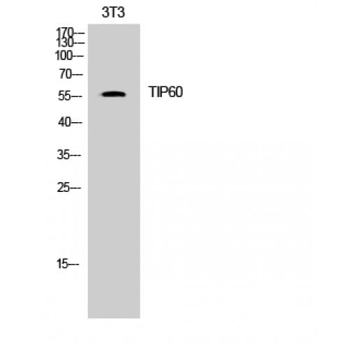 KAT5 / TIP60 Antibody (30-110 aa)