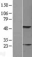 KRT23 / Keratin 23 Protein (Over-Expression Lysate Myc-DDK (Flag))