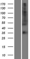 Human OR56B4 Protein (Over-Expression Lysate Myc-DDK (Flag))