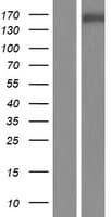 SNAPC4 Protein (Over-Expression Lysate Myc-DDK (Flag))
