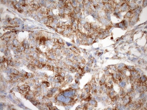 STOML2 Antibody (clone OTI1F5, Carrier-free)