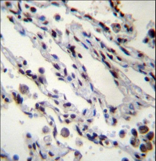 HIST1H2BN Antibody (aa1-30)