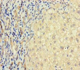 T2R41 / TAS2R41 Antibody