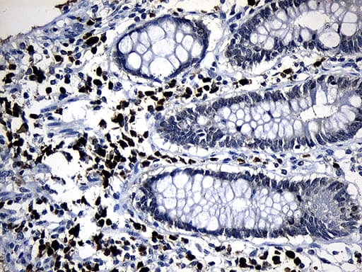 ZFP37 Antibody (clone OTI3H4)