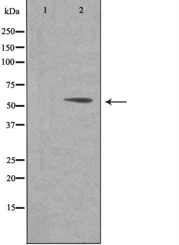 CD3EAP Antibody