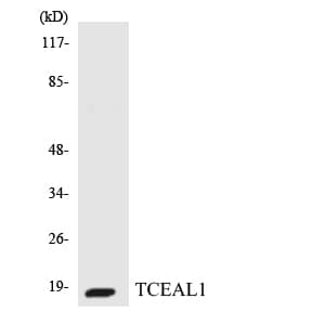 Polyclonal Rabbit anti-Human TCEAL1 Antibody (aa74-123, WB)