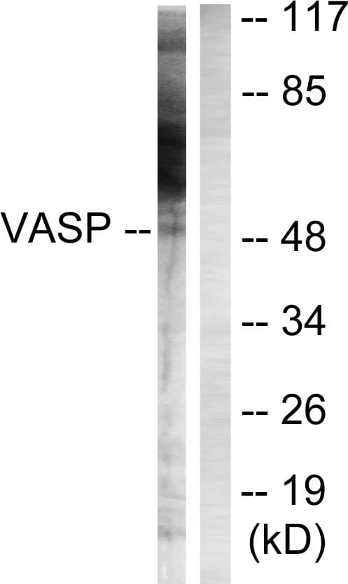 VASP Antibody