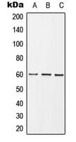 GRB10 Antibody (phospho-Tyr67)