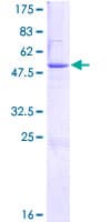 Human THAP6 Protein (Recombinant GST)