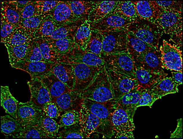 CLTC / Clathrin Heavy Chain Antibody (clone BF-06)