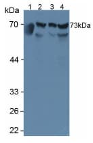 RNPEP Antibody (aa388-616, Cy3)