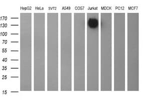 IHC-plus™ CD45 / LCA Antibody (clone 4C11)