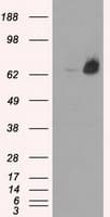 LTA4H / LTA4 Antibody (clone OTI5C10)