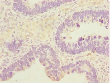 SYCE1 Antibody