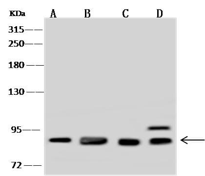 Polyclonal Rabbit anti-Human GLNRS / QARS Antibody (IHC, WB)