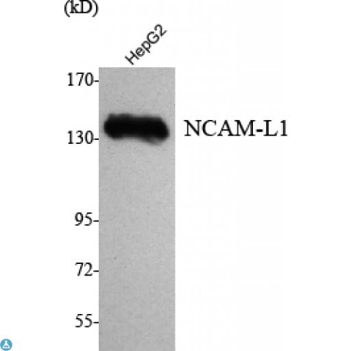 L1CAM Antibody