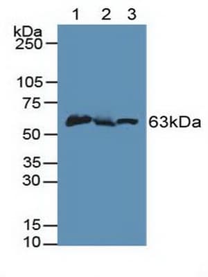 PINK1 Antibody (aa310-566, PE)