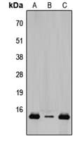 TCEAL8 Antibody (Internal)
